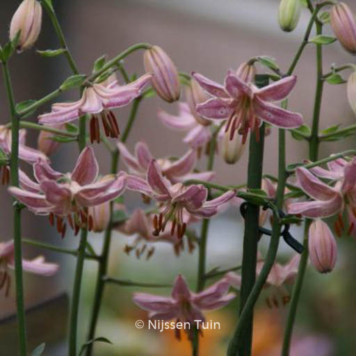 Lilium ‘Pink Morning’