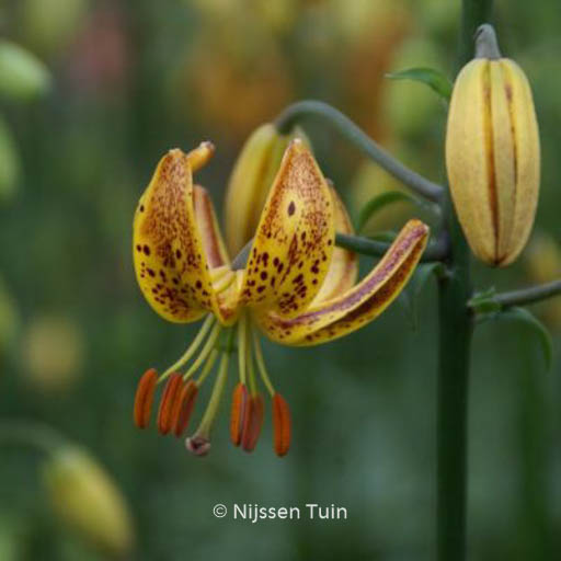 Lilium ‘Sunny Morning’