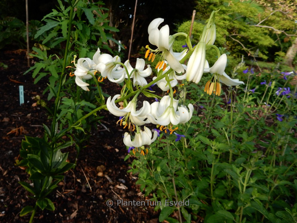 Lilium martagon ‘Snowy Morning’