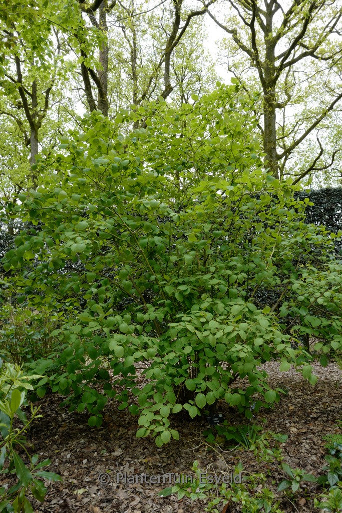 Lindera reflexa