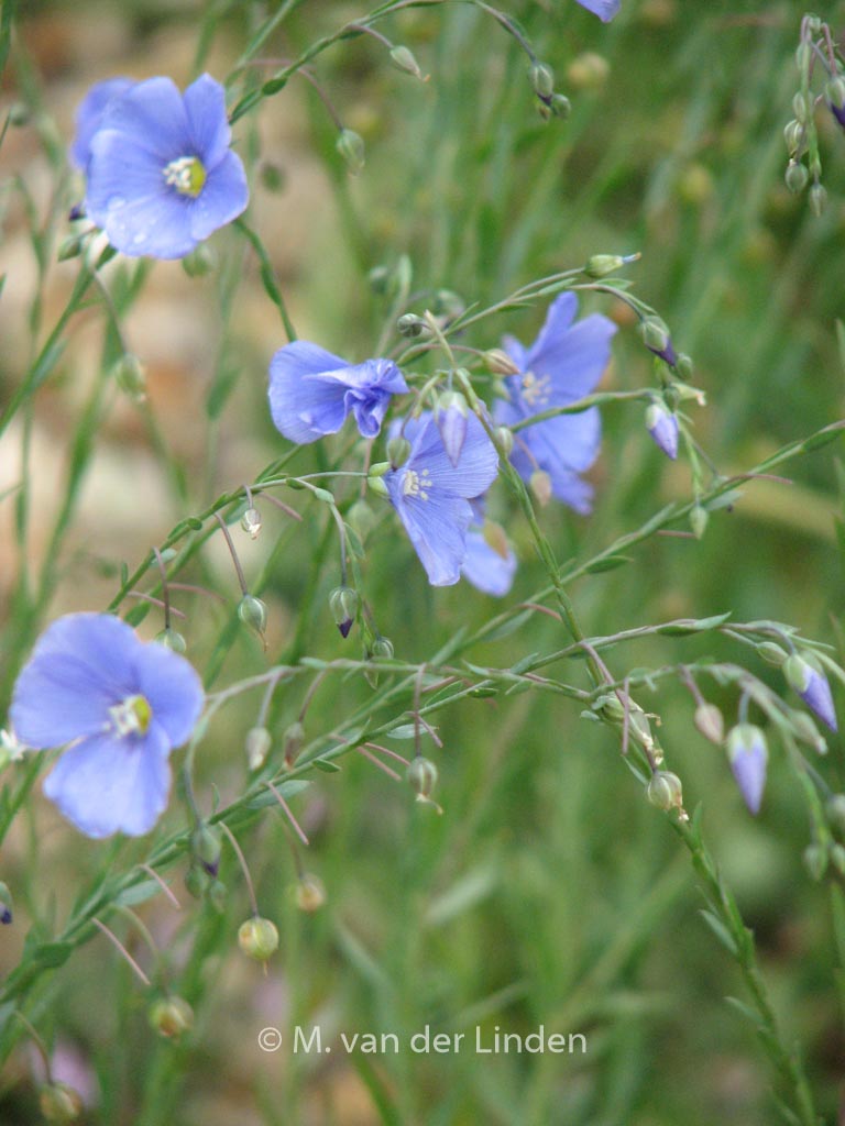 Linum perenne ‘Saphir’