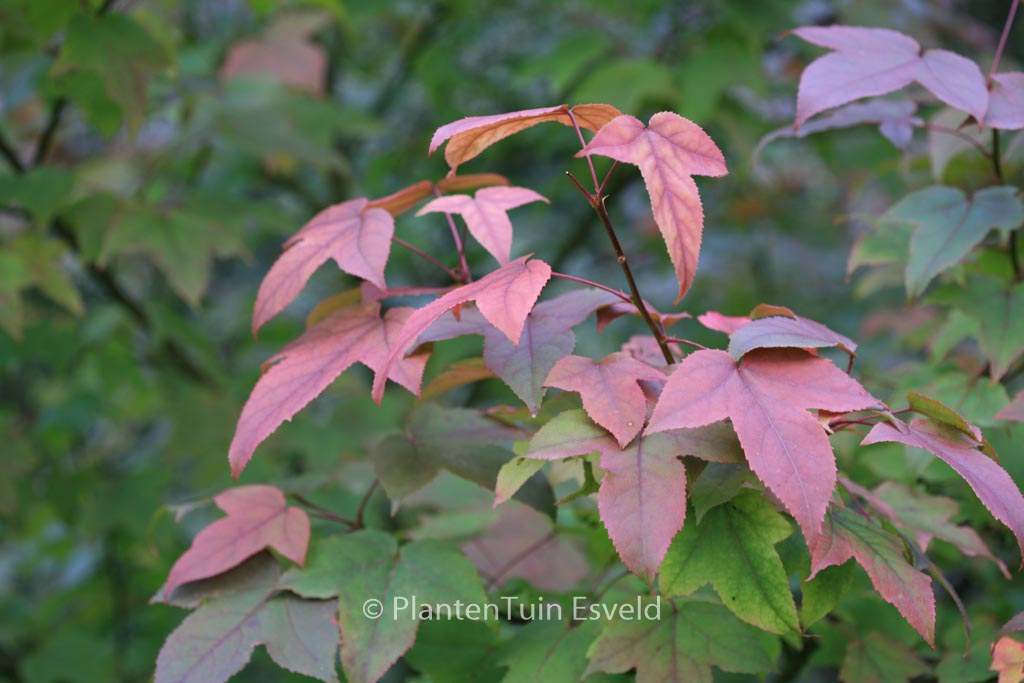 Liquidambar acalycina