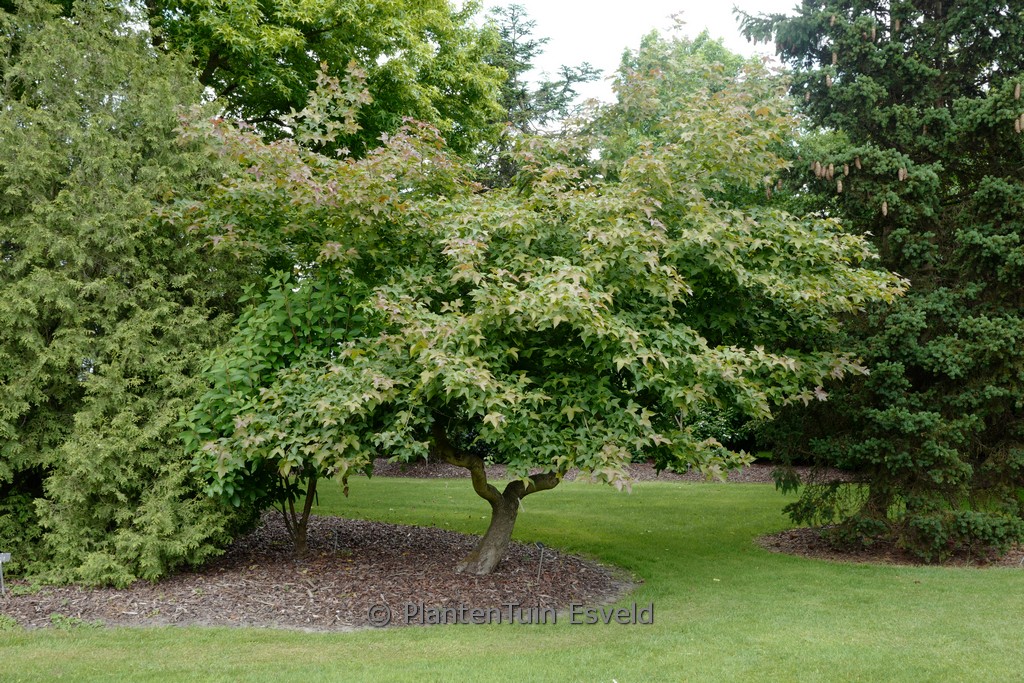 Liquidambar formosana