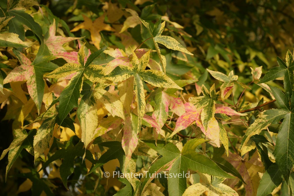Liquidambar styraciflua ‘Aurea’