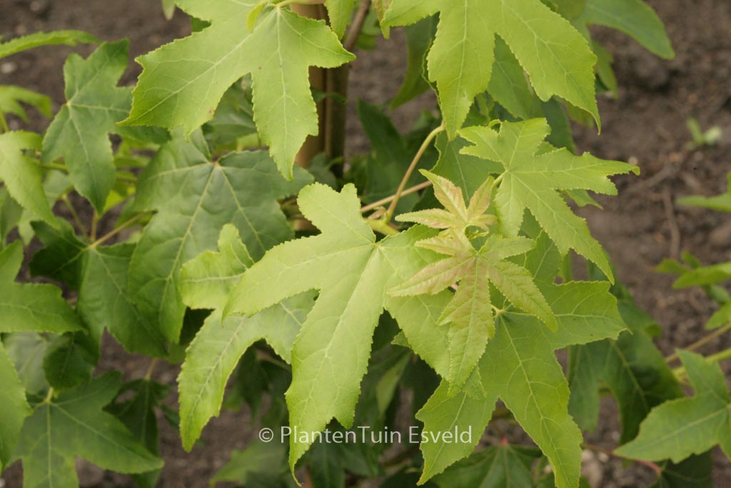Liquidambar styraciflua ‘Autumn Color Globe’