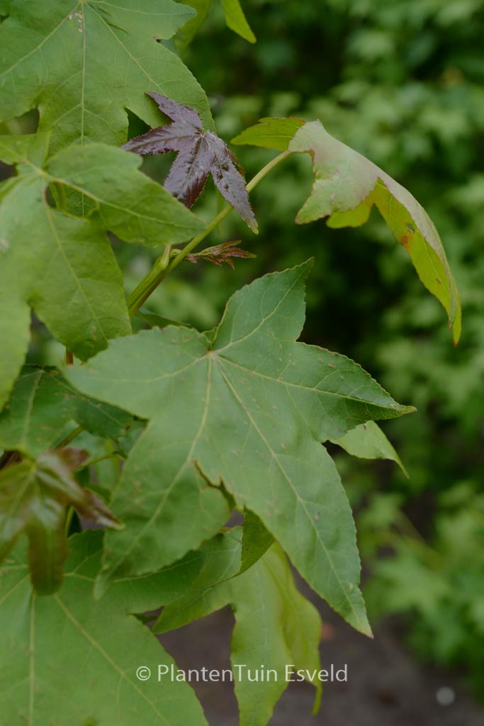 Liquidambar styraciflua ‘Autumn Red’
