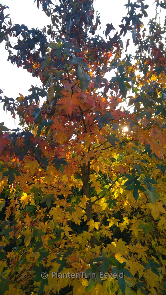 Liquidambar styraciflua ‘Black Parking’