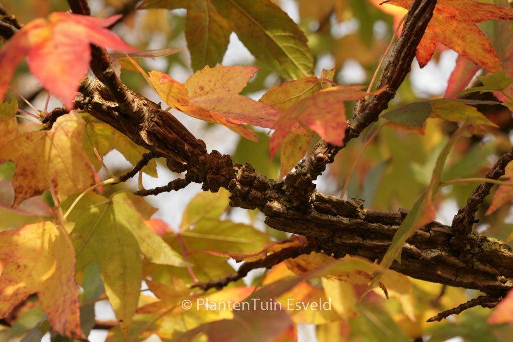 Liquidambar styraciflua ‘Canton’
