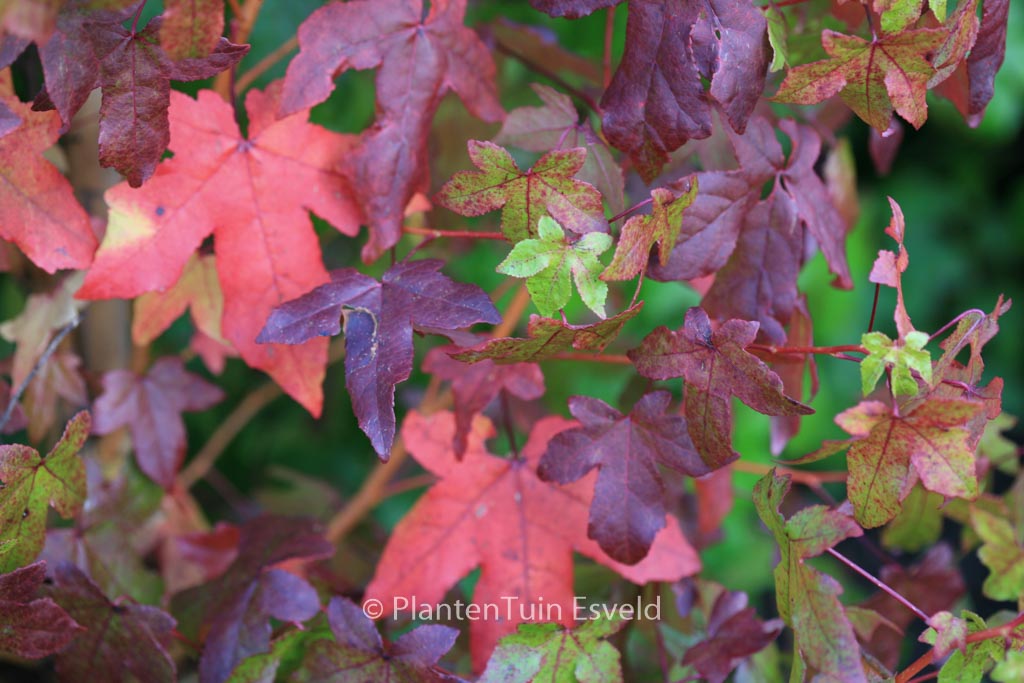 Liquidambar styraciflua ‘Golden Sun’