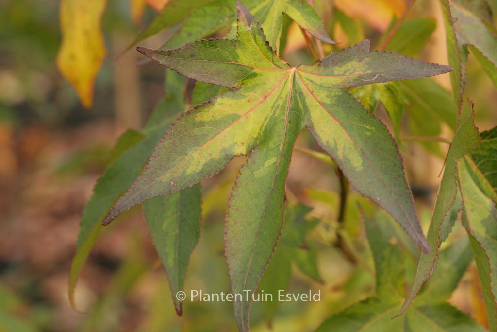 Liquidambar styraciflua ‘Gotrev’