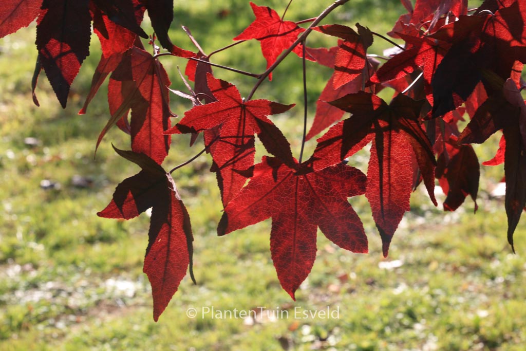 Liquidambar styraciflua ‘Kia’