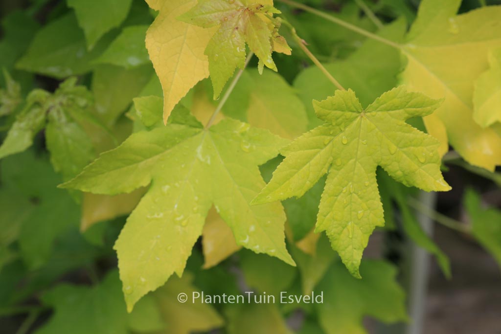 Liquidambar styraciflua ‘Naree’