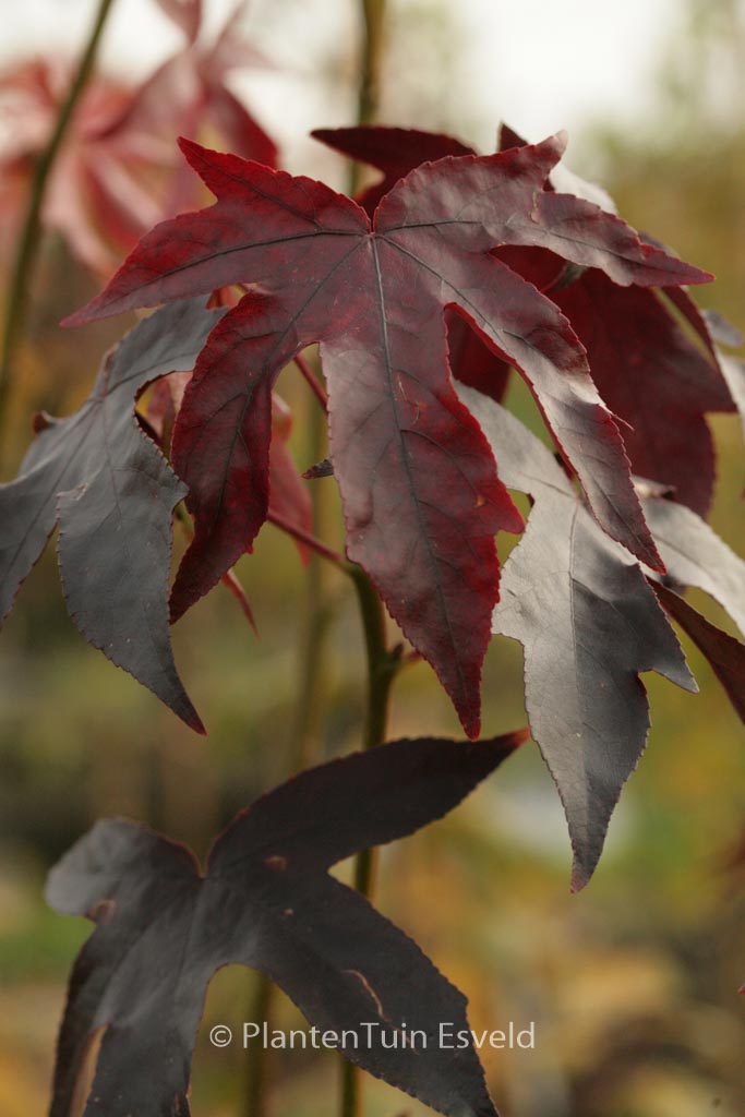 Liquidambar styraciflua ‘Oktoberglut’