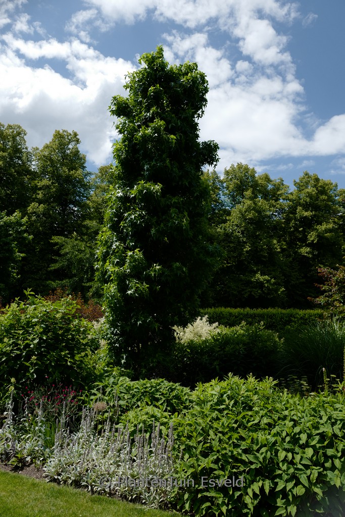 Liquidambar styraciflua ‘Paarl’