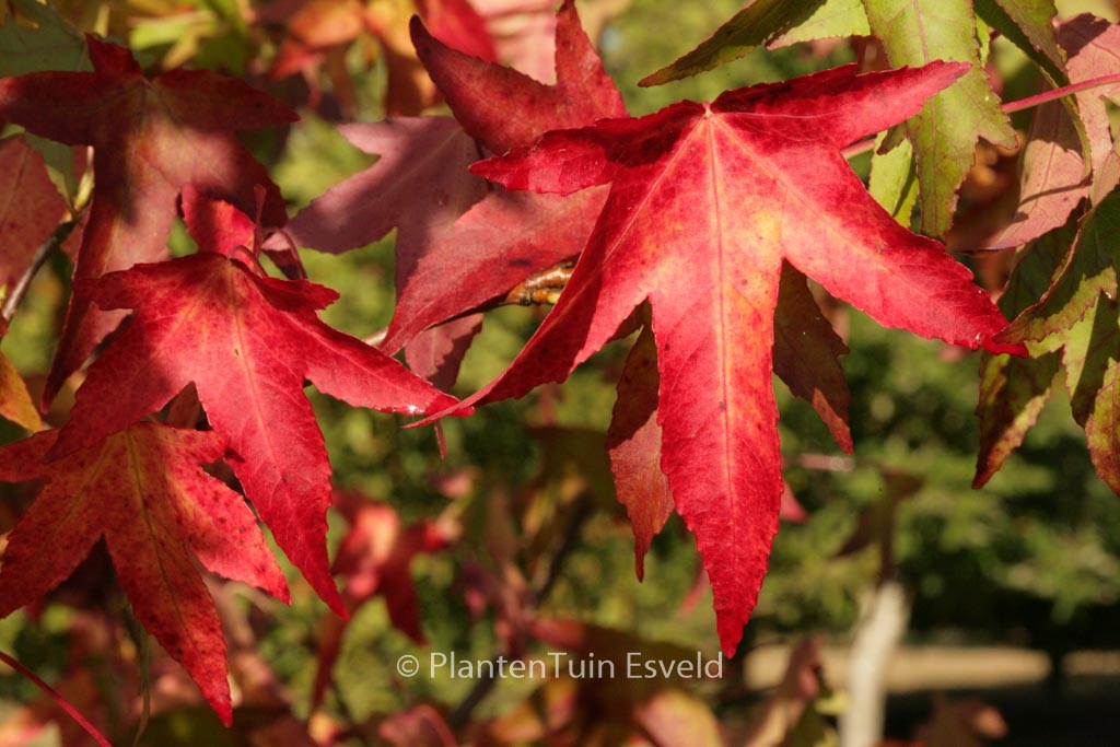 Liquidambar styraciflua ‘Parasol’
