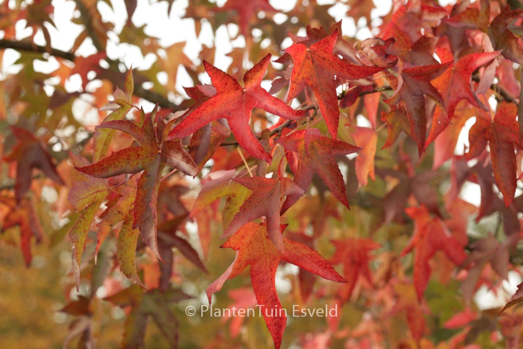 Liquidambar styraciflua ‘Pendula’