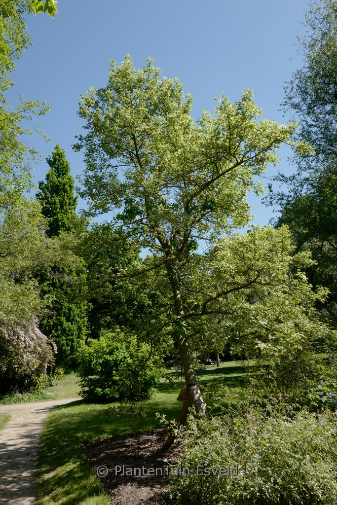 Liquidambar styraciflua ‘Silver King’