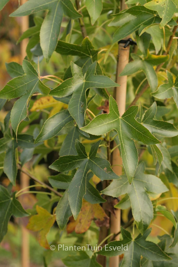 Liquidambar styraciflua ‘Wintergreen’