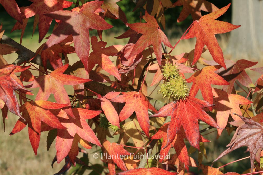 Liquidambar styraciflua ‘Worplesdon’