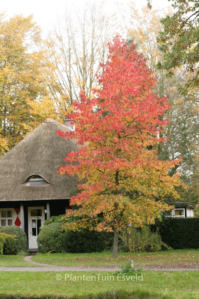 Liquidambar styraciflua