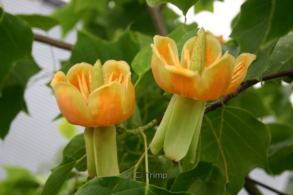 Liriodendron ‘Chapel Hill’