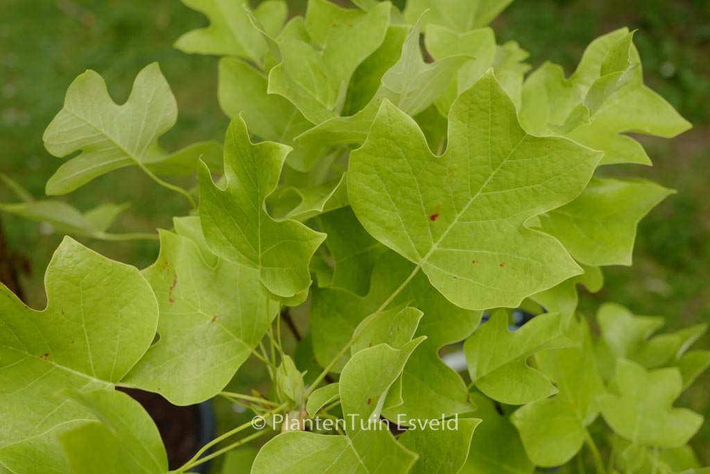 Liriodendron tulipifera ‘Edward Gursztyn’