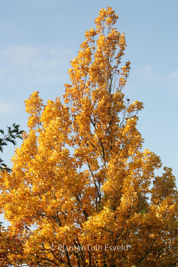 Liriodendron tulipifera ‘Fastigiatum’