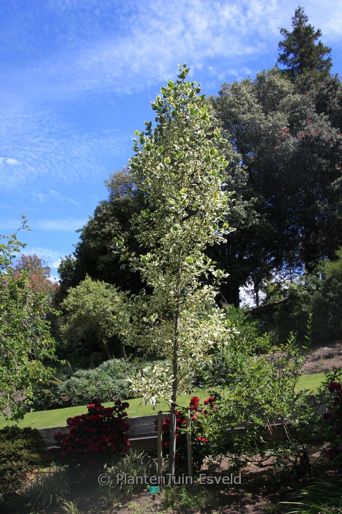 Liriodendron tulipifera ‘Snow Bird’