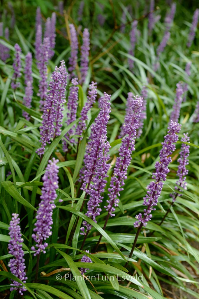 Liriope muscari ‘Big Blue’