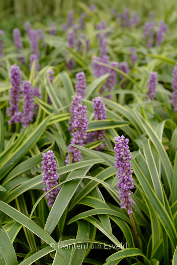 Liriope muscari ‘Gold Banded’