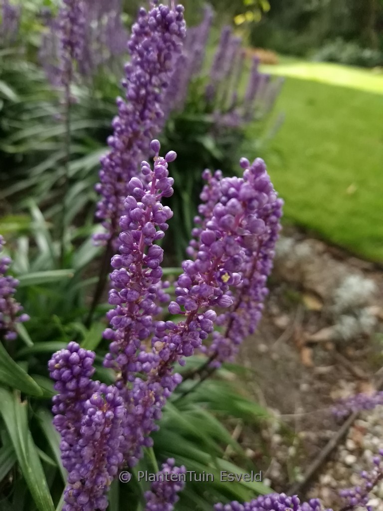 Liriope muscari ‘Lilac Wonder’