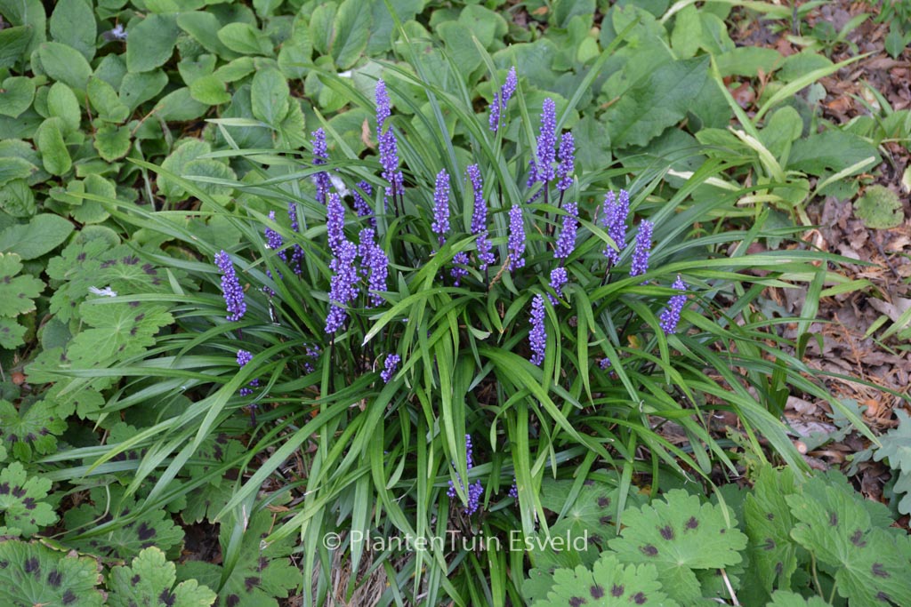 Liriope muscari ‘Moneymaker’
