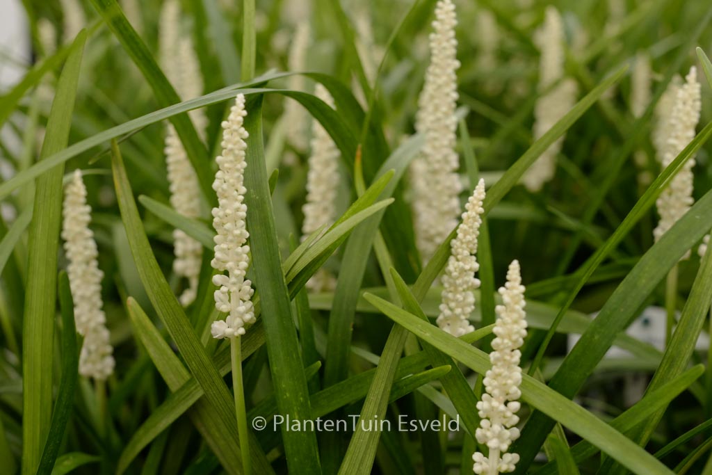 Liriope muscari ‘Monroe White’