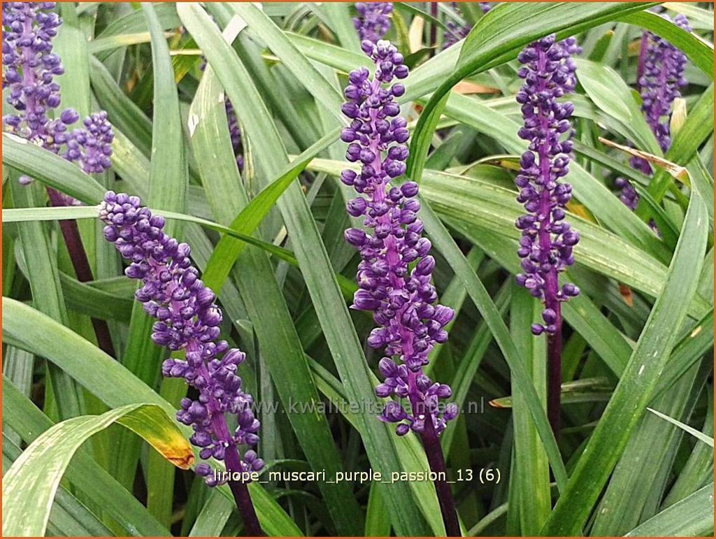Liriope muscari ‘Purple Passion’