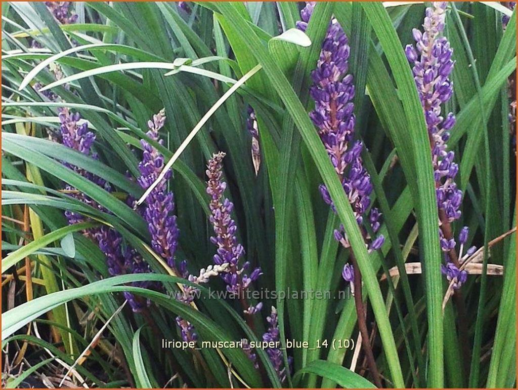 Liriope muscari ‘Super Blue’