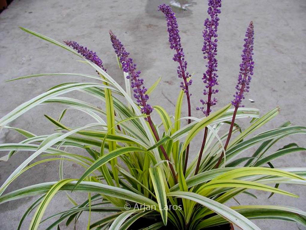 Liriope muscari ‘Variegata’