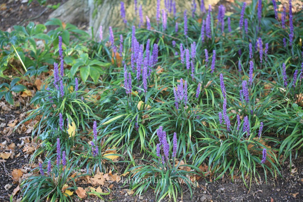 Liriope muscari