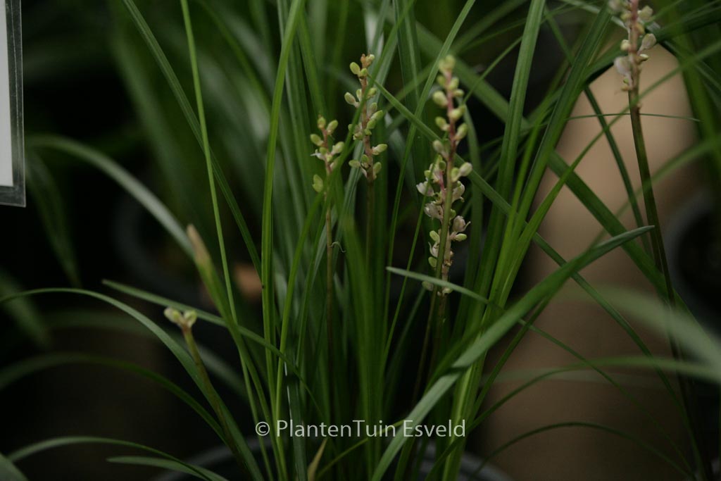 Liriope spicata