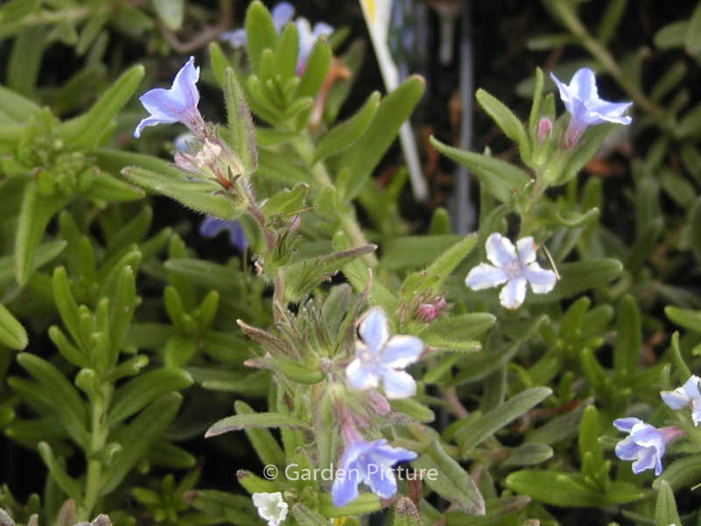 Lithodora diffusa ‘Star’