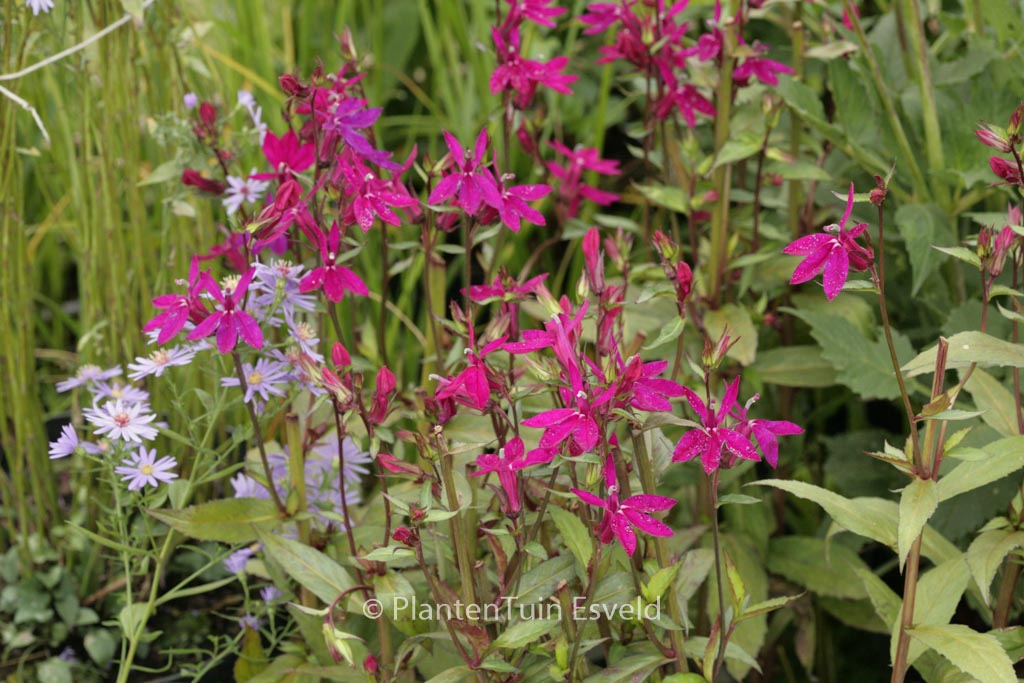 Lobelia ‘Tania’