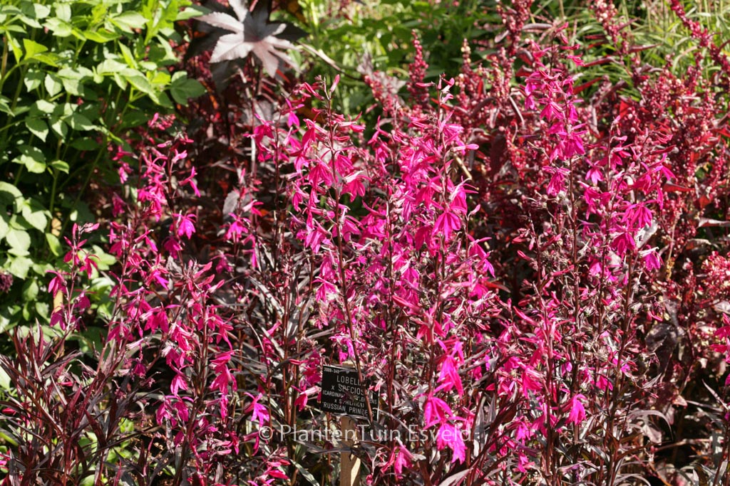Lobelia speciosa ‘Russian Princess’