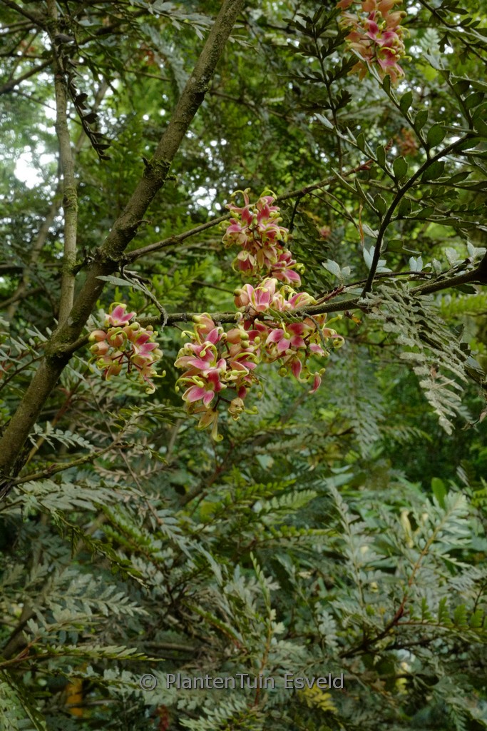 Lomatia ferruginea