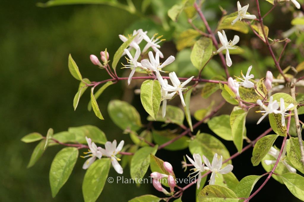 Lonicera amoena ‘Rosea’