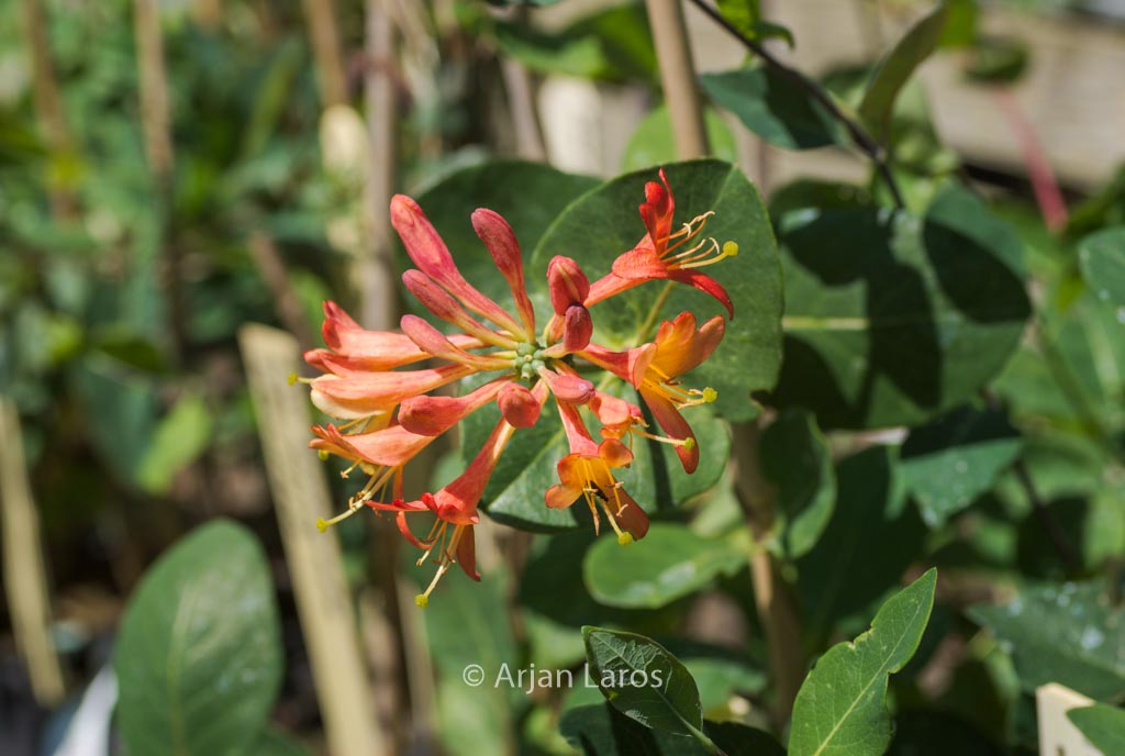 Lonicera brownii ‘Celestial’