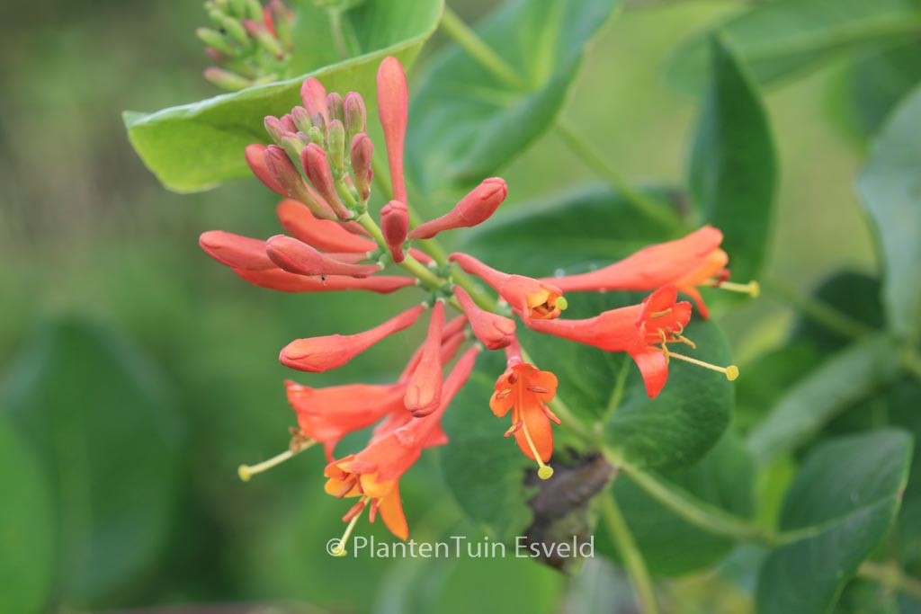 Lonicera brownii ‘Dropmore Scarlet’