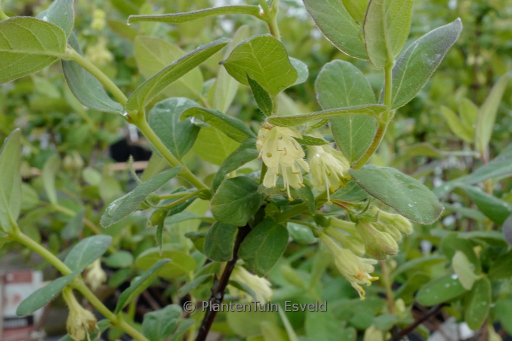 Lonicera caerulea ‘Sinoglaska’