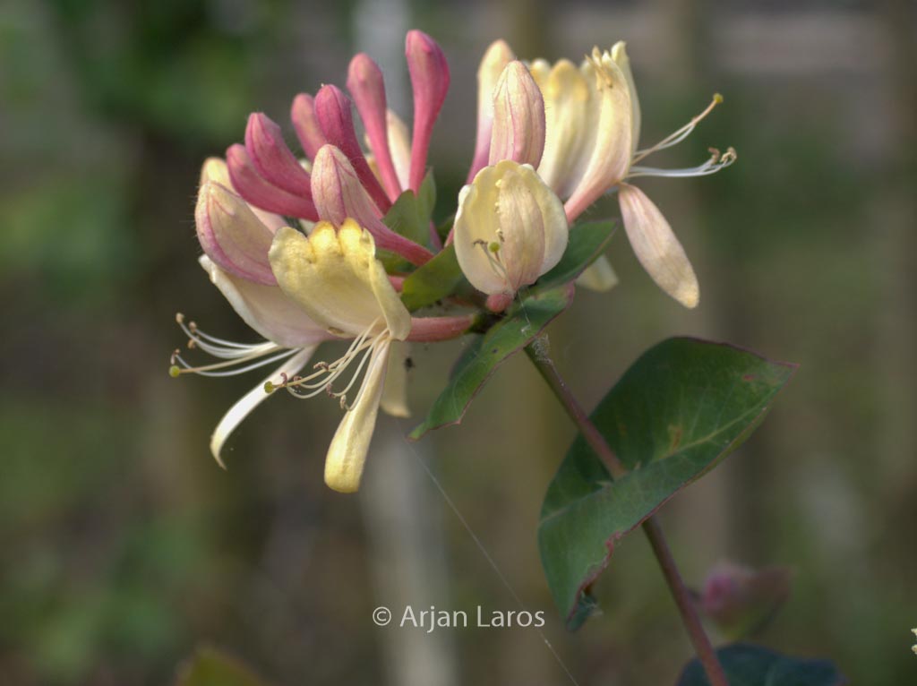 Lonicera caprifolium ‘Inga’