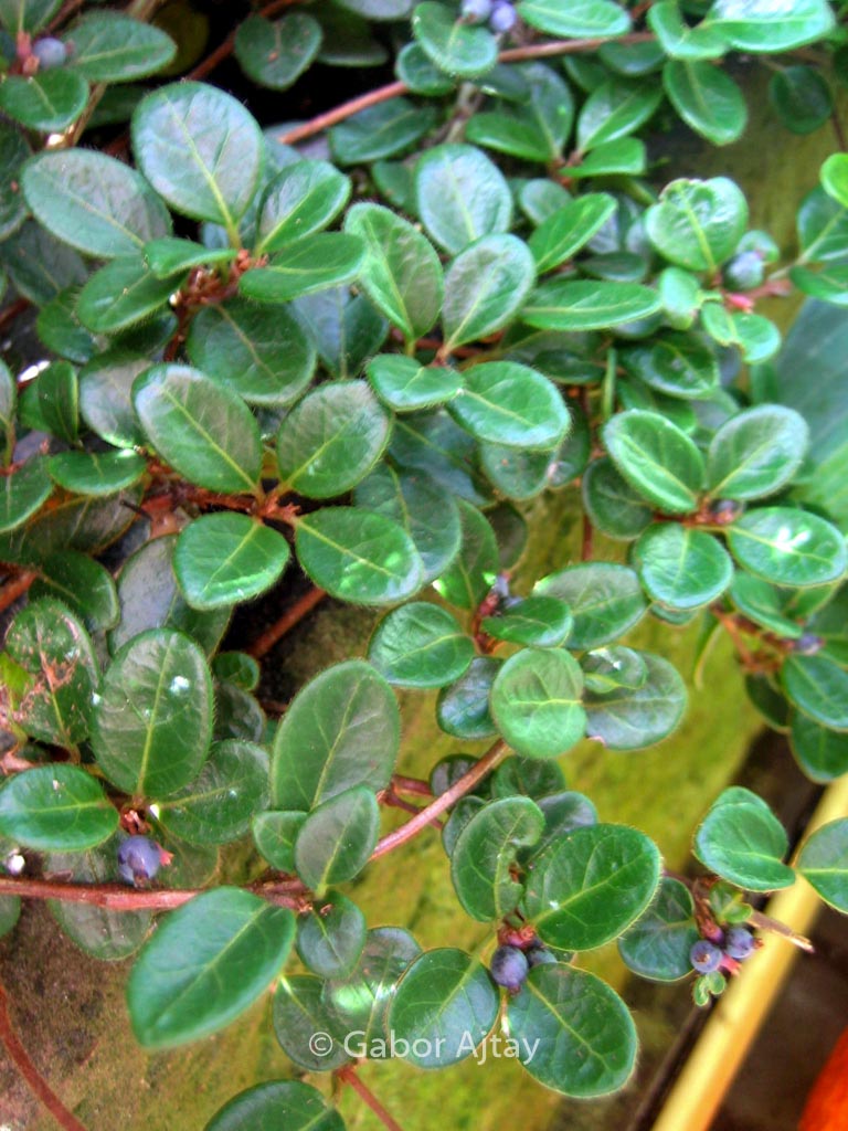 Lonicera crassifolia