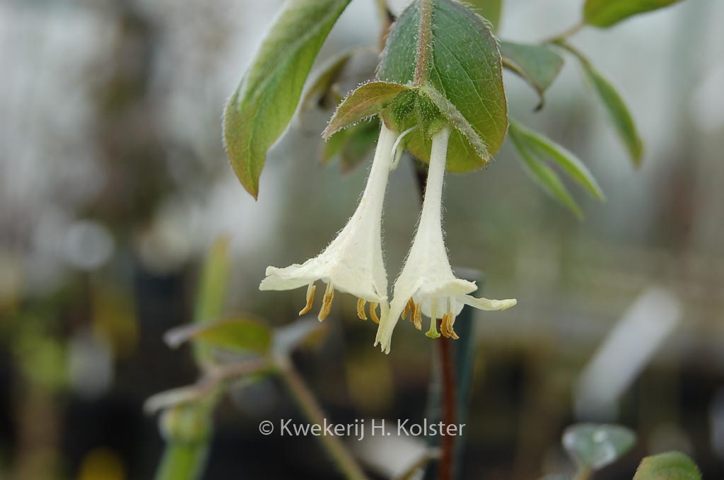 Lonicera elisae
