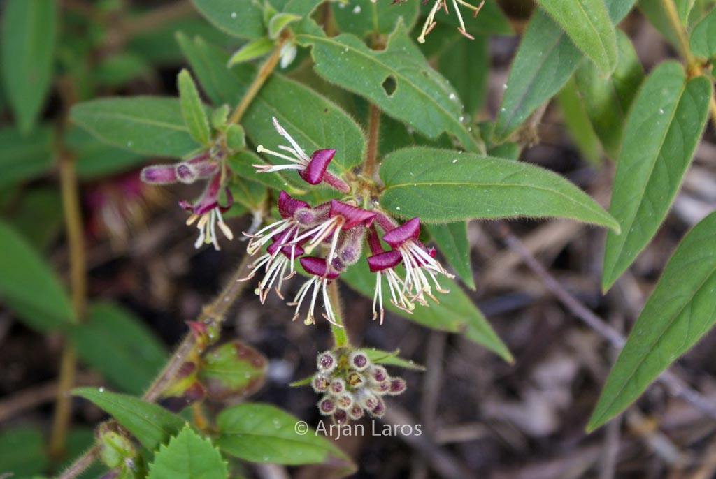 Lonicera giraldii